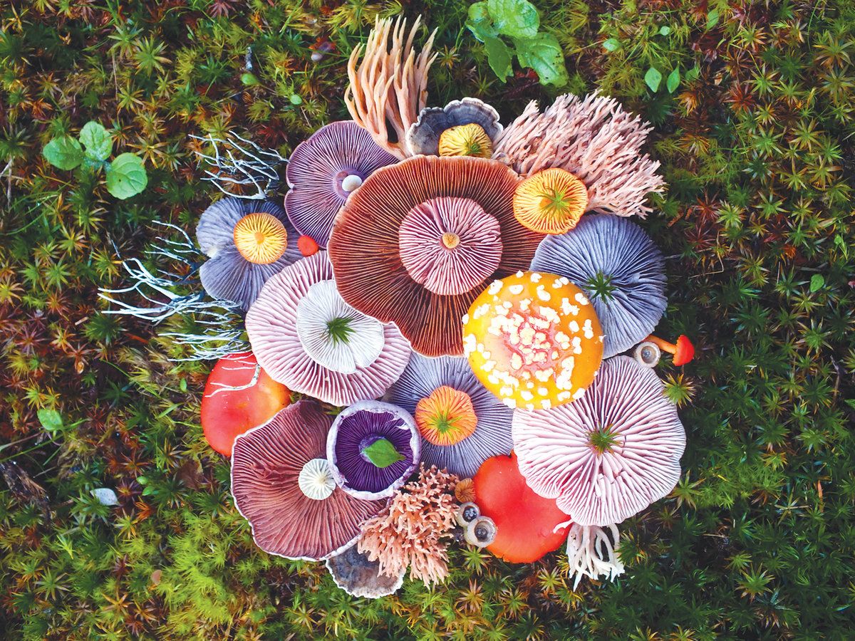 Pacific Northwest photographer Jill Bliss captures stunning fungi collages. buff.ly/2vzcKTv