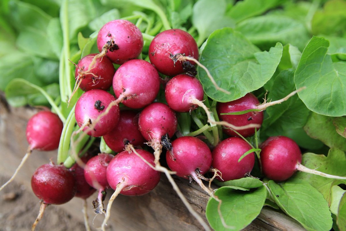 GardenBoss's tweet photo. RT if you're ready to grow some delicious #radishes! I love them b/c they're ready to harvest in 3 weeks: https://t.co/vROvfgTo9p https://t.co/YKY6x5ogpI