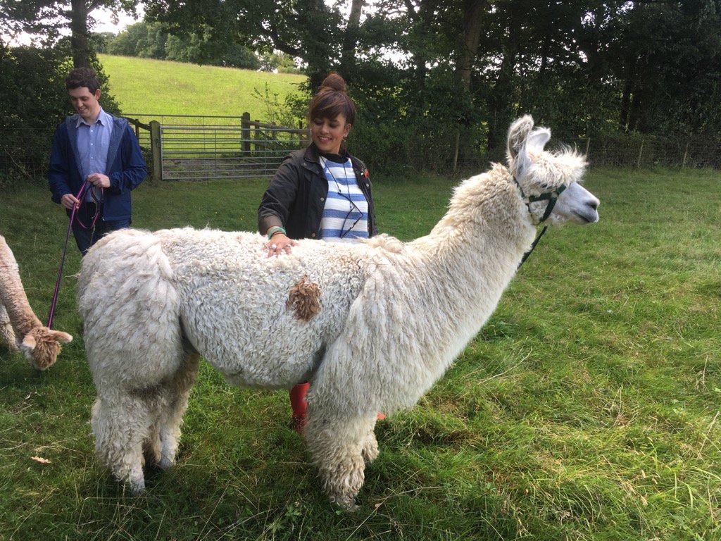 Alpacas4all's tweet image. Eron  always loves a good #backscratch