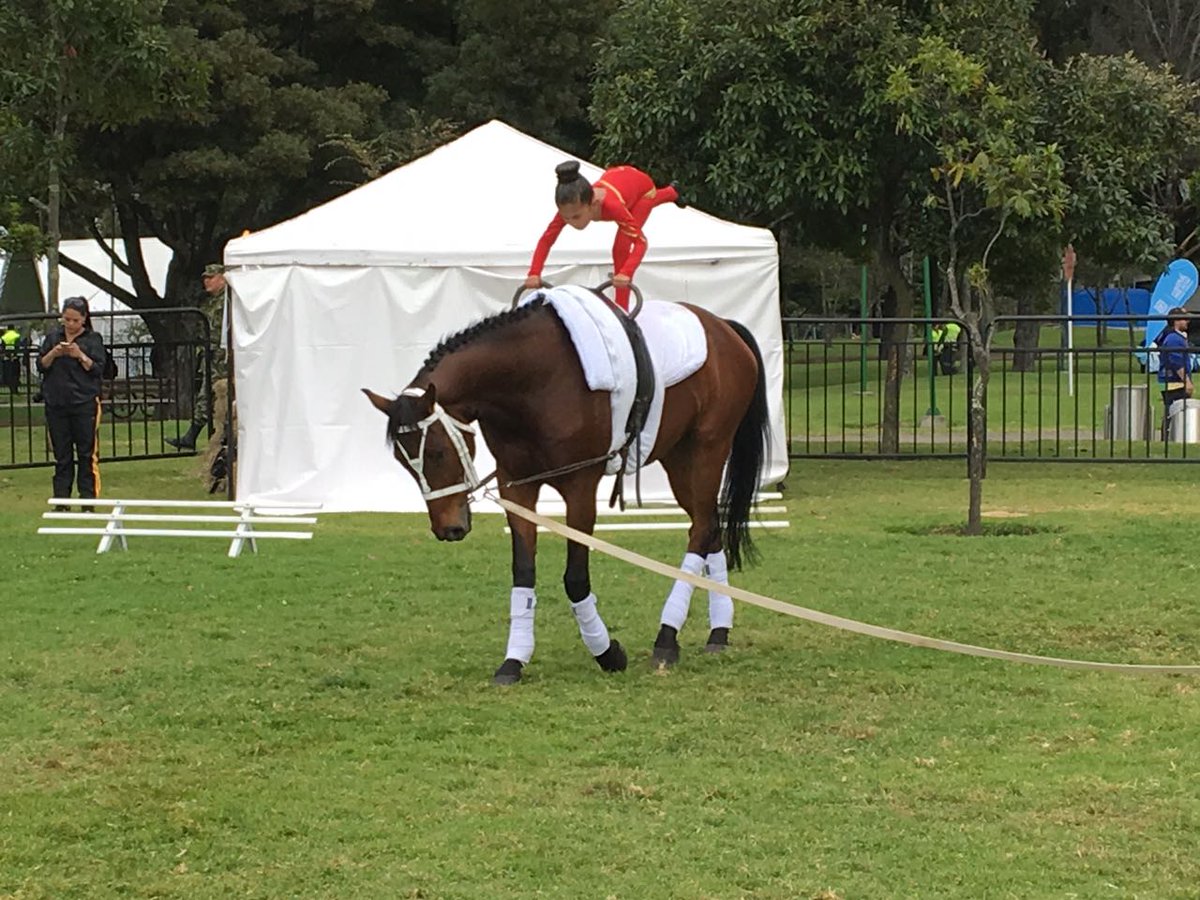 ejercito_cedoc's tweet photo. La Escuela de Equitación #ESCEQ hizo demostración en #Vaulting en esta Edición N°21 del #FestivaldeVerano en #Bogotá #FelizDomingo https://t.co/IMi9ZwSgsG