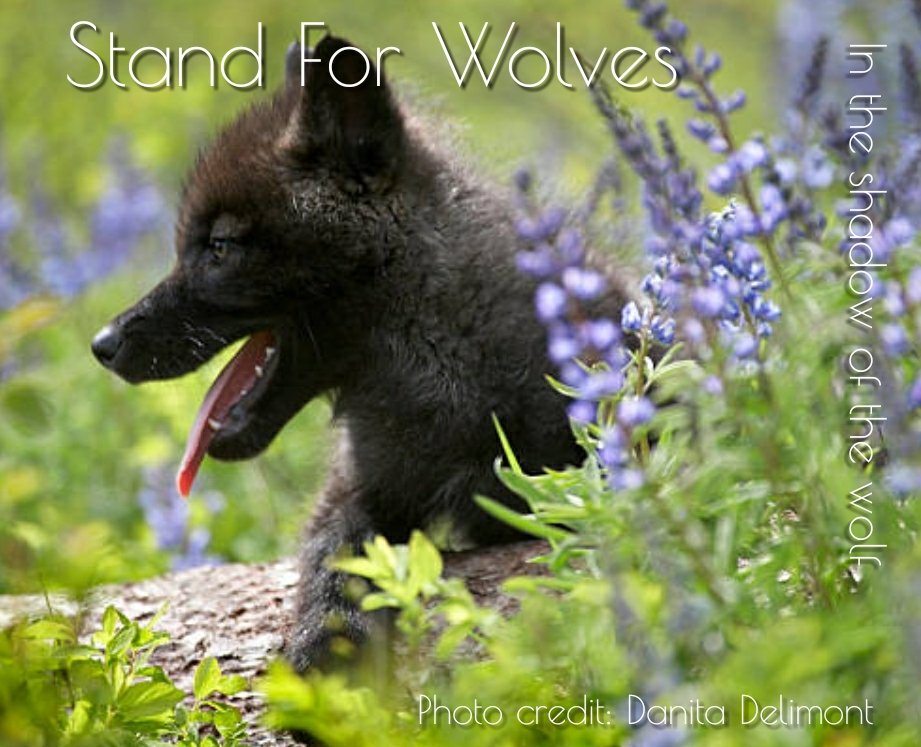 AEAllen27's tweet photo. #Alaska #ProtectDenaliWolves
#Wolves
At the end of the day, a live #wolf in #DenaliNationalPark is aesthetically..
https://t.co/MjseVH0zwR https://t.co/HxmEVybhrG