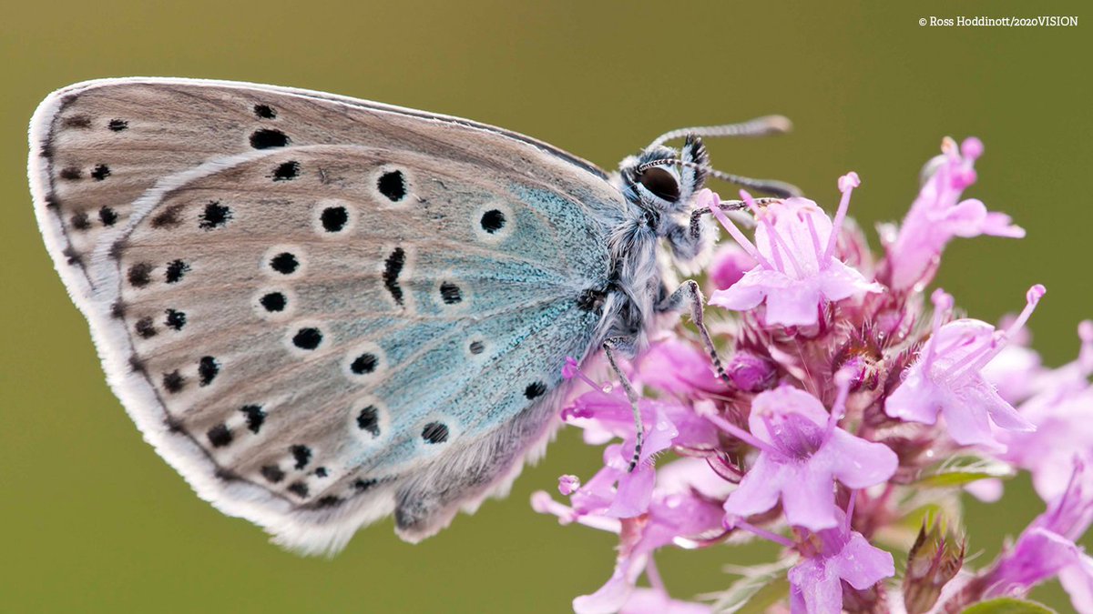 WildlifeTrusts's tweet photo. The Summertime Blues: Silver-studded, Adonis, Holly, Chalkhill and Common Blue Butterflies #LoveWildlife https://t.co/56OdPwNRN9 https://t.co/1CPIHaw4mM