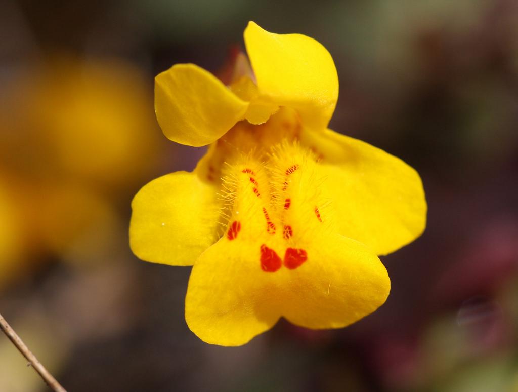 DestinationUrbn's tweet photo. Seep Monkey Flower 
#flower #photography #nature #plants #explore #decor #adventure #NaturePhotography #wildflower #design #homedecor https://t.co/QUFelzAs3e