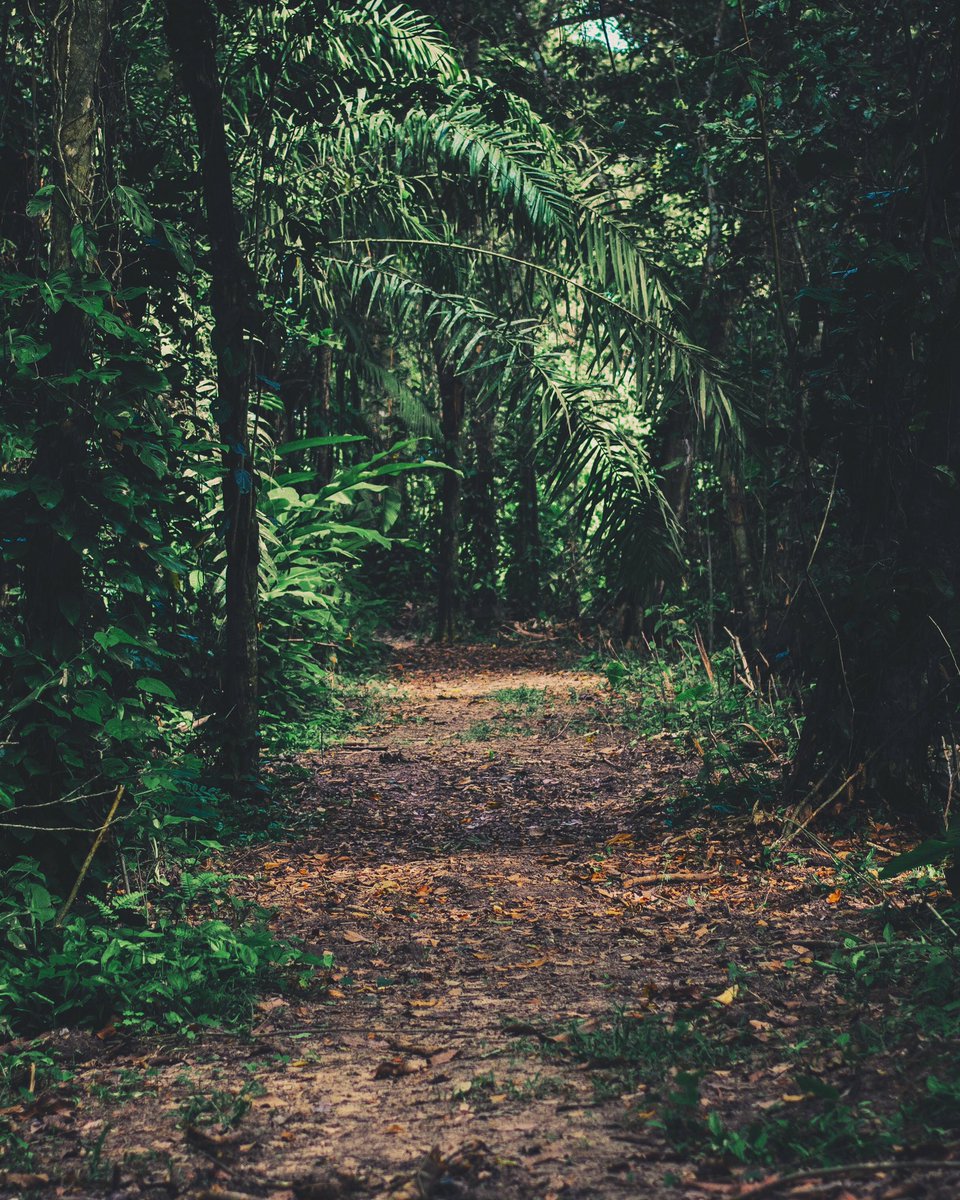 RunGum's tweet photo. The long run is unique in that it can be meditative. Hold onto those thoughts, because there lies one of the joys of running. #SundayLongRun https://t.co/14lymFOxQW