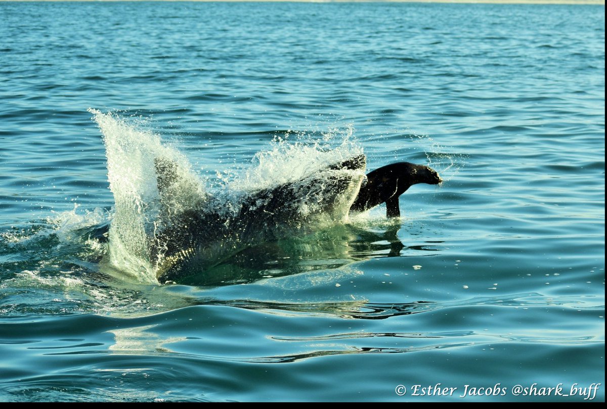 Esther Jacobs 🏴󠁧󠁢󠁳󠁣󠁴󠁿🇿🇦🦈 tweet media