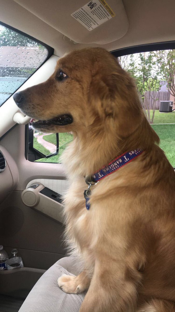 Britlyn_Keller's tweet photo. Bentley turns four today!! 🐶💞💙💚💕💜❤️💛💖 https://t.co/O9bq3JRkrD