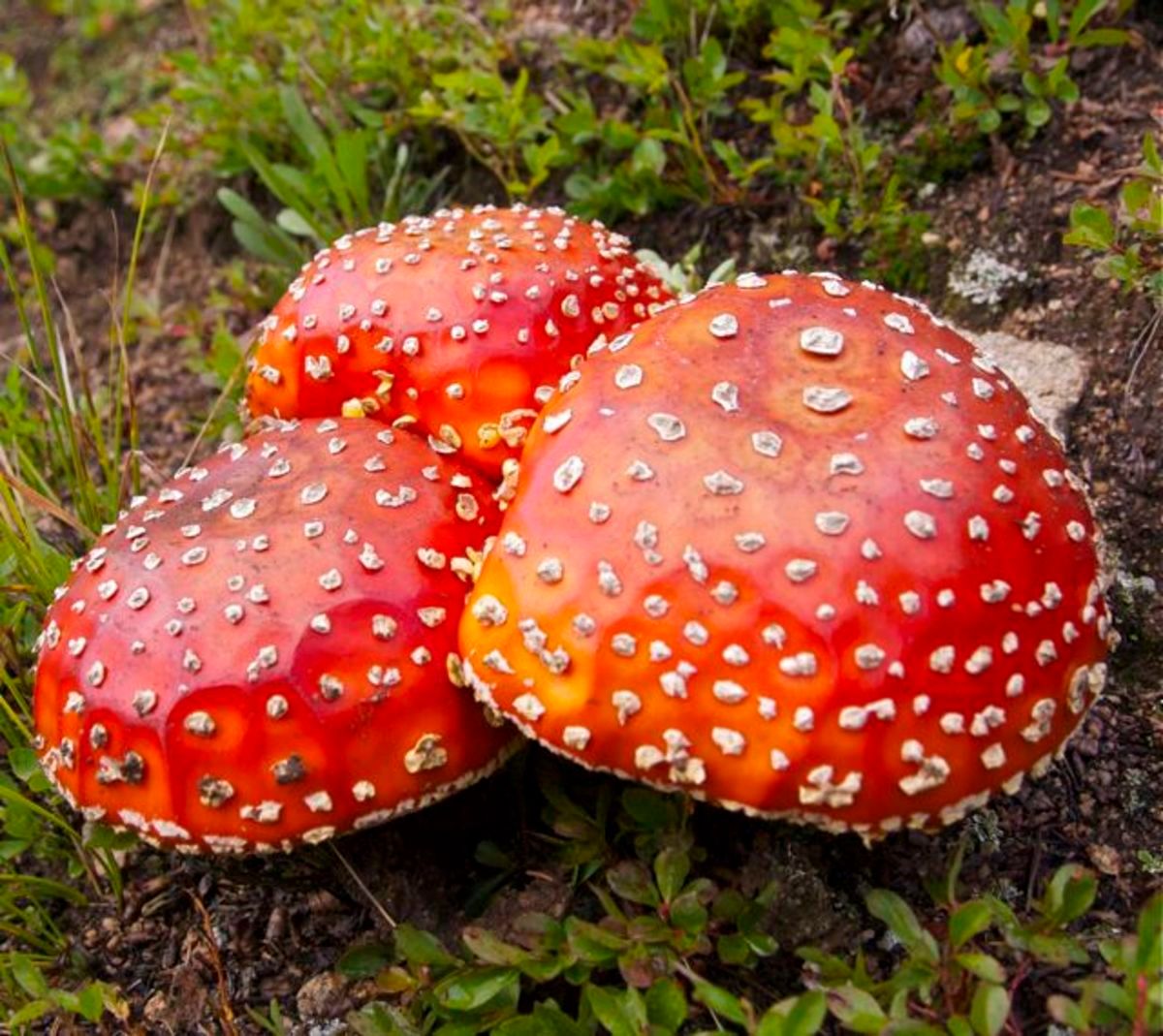 As if we haven't already known that  fungi play a huge role in the Earth's global carbon cycle. buff.ly/2vyRvkV