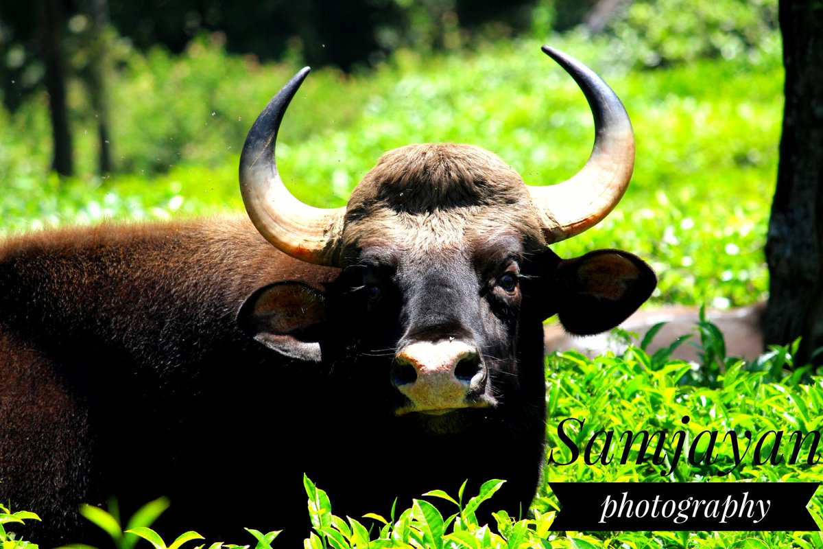 Samjayan5's tweet image. This my pic