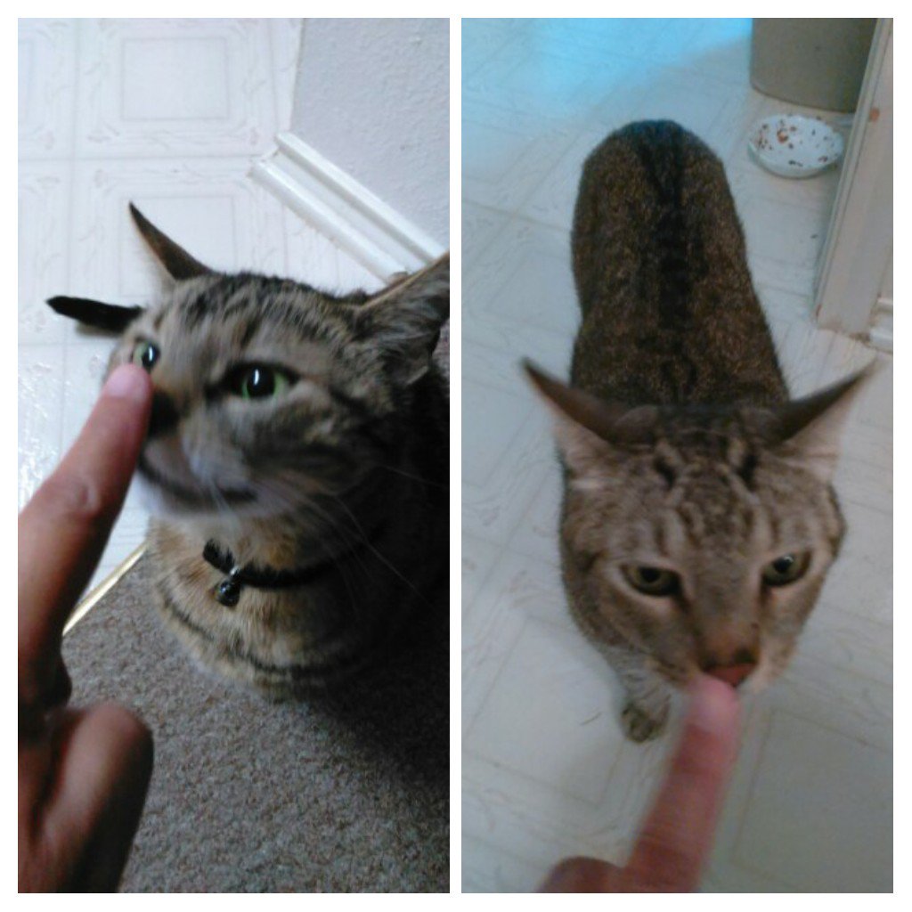 janrob01's tweet photo. #BoopsForBen round 2 Lots of love @djkittenacademy and @kitten_academy ❤️🤗🐱 https://t.co/N5rrv2lLEn