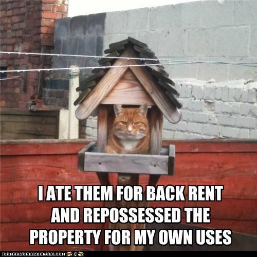 withchalet's tweet photo. The tenants probably weren't feline too good about that one. #SundayFunday https://t.co/HjmQOBazoz