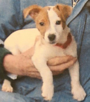 millypod1's tweet photo. #Lost #ScanMe Jack Russell Terrier Female
#Wormbridge #Hereford #Herefordshire #HR2
#NP7
https://t.co/5bV3kOQgme https://t.co/KaEVmQTm41