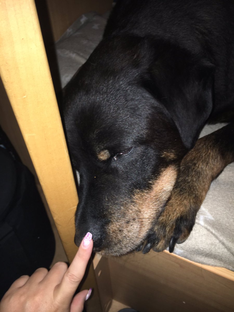 SusiS83's tweet photo. I am so sad 🙁 I am on vacation right now and my cats are at home so I had to boop my dog #BoopsForBen @kitten_academy @djkittenacademy https://t.co/zjaJbbZxdK