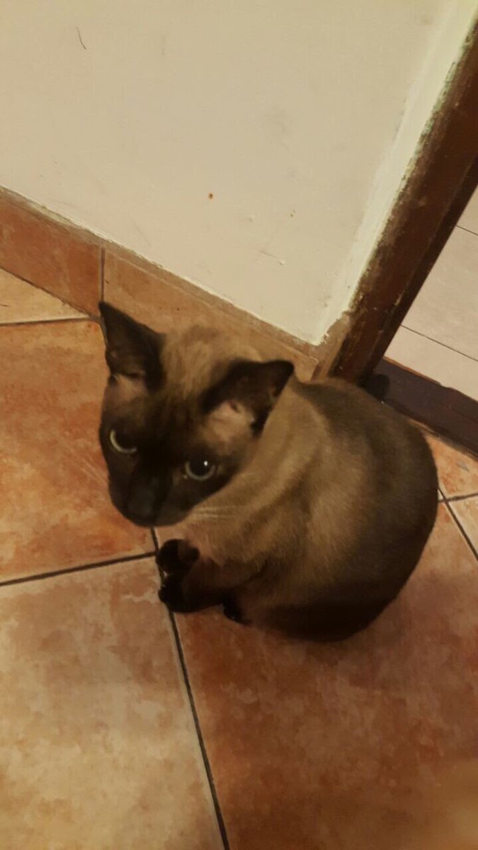 TodosporBigo's tweet photo. BIGO robado el 5/03 en Floresta (CABA) #Siames castrado. #GatoRobado #GatoEncontrado #GatoPerdido https://t.co/BRneBvL3Gq https://t.co/7dkE6d6d2A