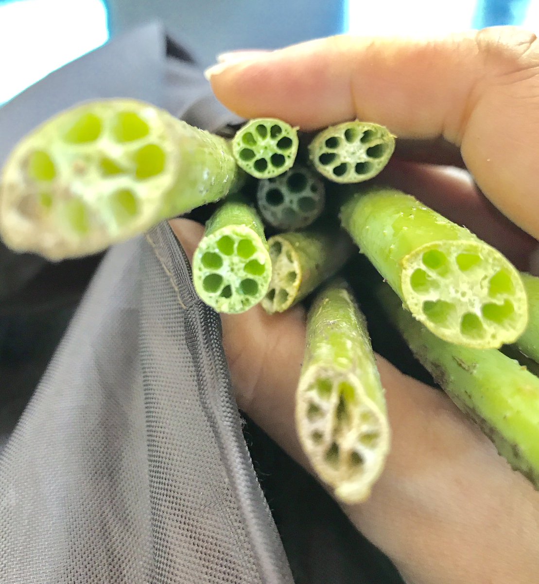 飯野夏子 Kumasawa En Twitter 蓮の茎でやってみてほしいこと 未来を見通す穴を観察する ポキンと折って糸が出る ぐうし のを楽しむ ストローにしてドリンクを飲む そして 茎をシャボン玉液につけて シャボン玉を飛ばす 蓮