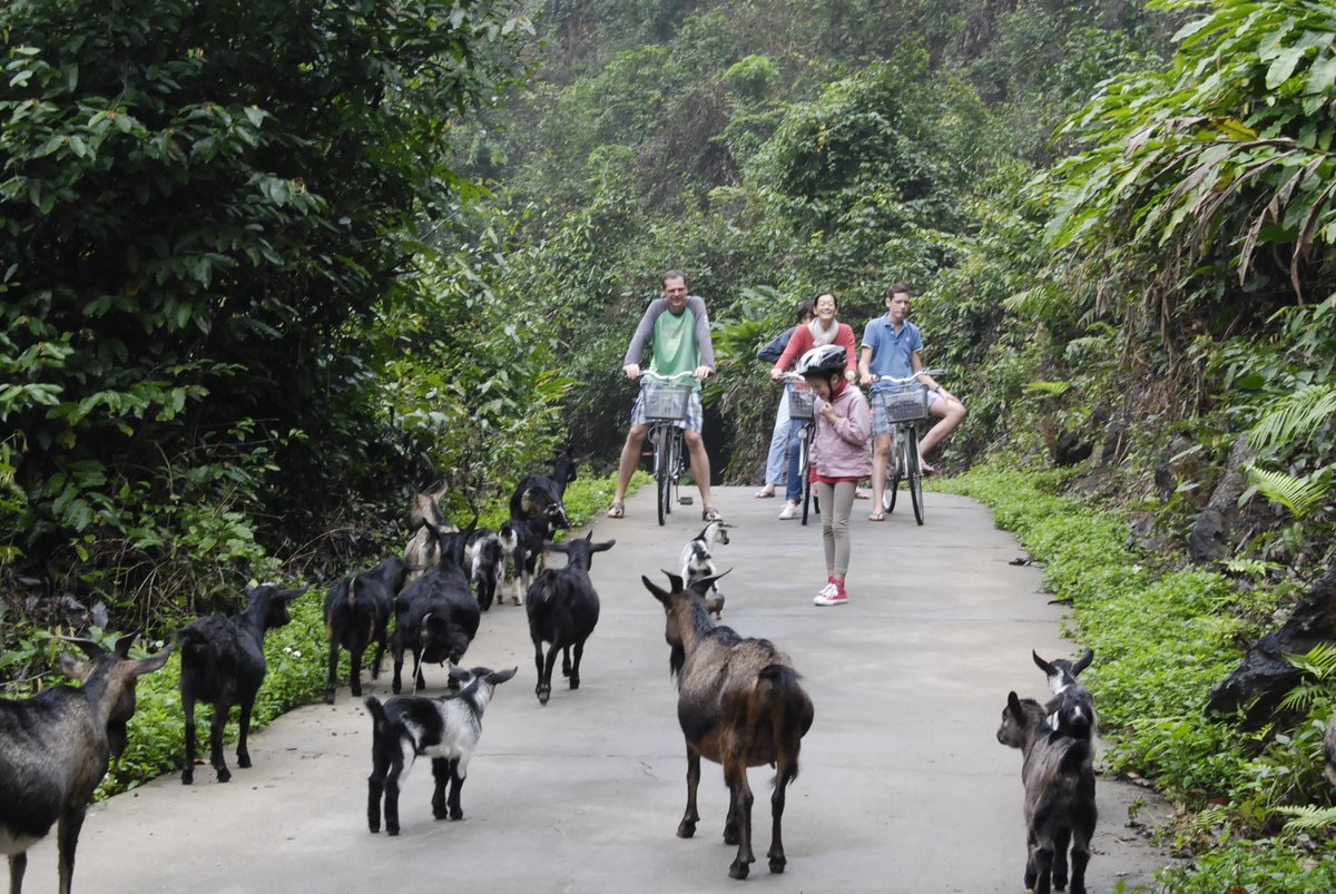 TranshomeV's tweet photo. Hey goatie buddies, we are having a lovely ride!
#Vietnam #CatBa #travelblog
https://t.co/dKd0WDMZpf https://t.co/fAYp1Eftr4
