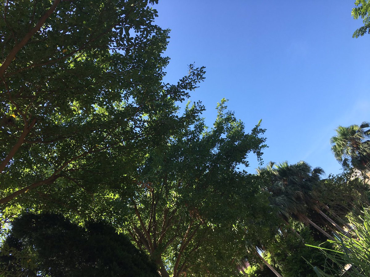 murmurofwinds2's tweet photo. 8月に入って35度を超える日が続く台北です。今日も最高気温は37度の予報。
義父の入院、義母の介護と忙しい日々の中、お隣りの真っ白なオモダカに癒される。石鉢の中にはメダカが数匹スイスイ泳いで何とも涼しげ…。
今週も猛暑に負けず、丁寧に日々を過ごしましょう｡:°ஐ https://t.co/igXvq1Vczc