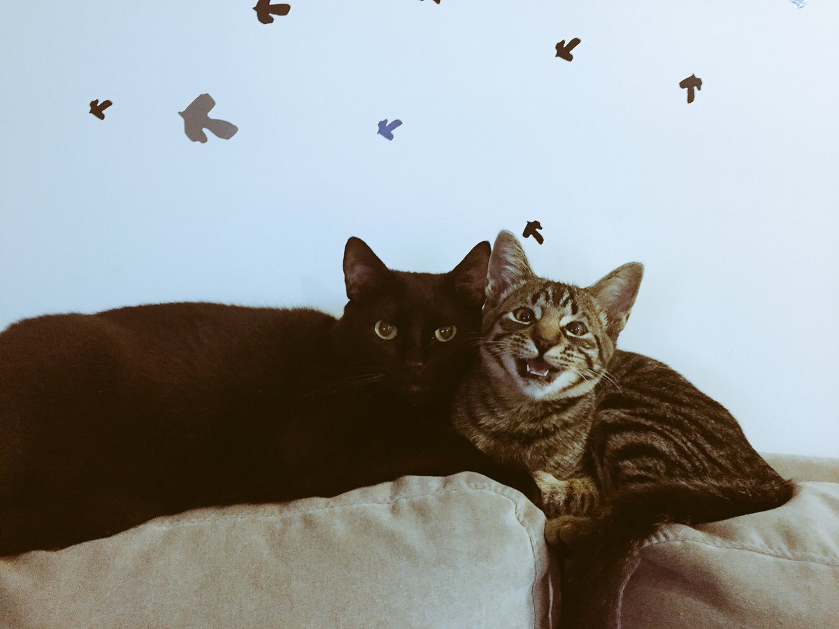 DylanOGato's tweet photo. Parabéns pra mim que sou irmão mais velho mas me sinto pai 😸😸 https://t.co/JDAaBUlwvY