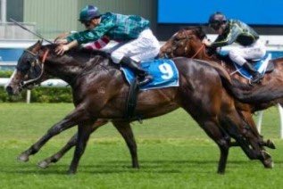 In today's ANZ: Our latest first season sire profile focuses on the Group-winning <a href="/TwinHillsStud/">Twin Hills Stud</a> bound Odyssey Moon