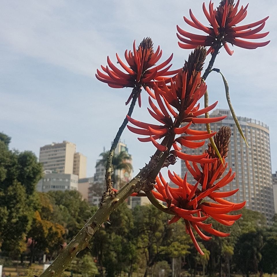 Ricardo Luiz Natale (@natale_ricardo) on Twitter photo 