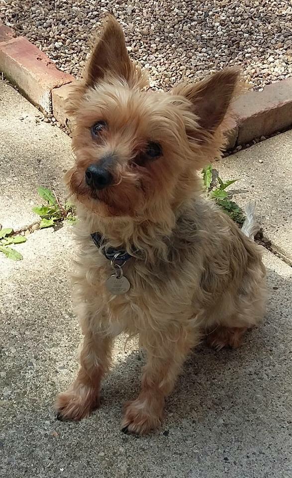 rosiedoc666's tweet photo. ALFIE #yorkshireTerrier #stillmissing #StAnns area #Nottingham owners begging for help finding this lovely little dog #missingayear 🆘💔🆘 https://t.co/ihpOYJpxoy