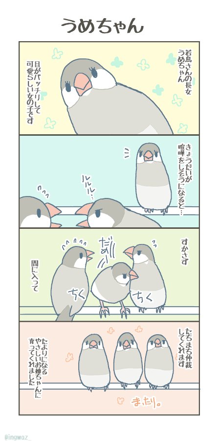 うめちゃん。
以前ご高齢さんのきょうだいにもこんな子がいたのですがとても助かっています
#buncho #javasparrow #文鳥