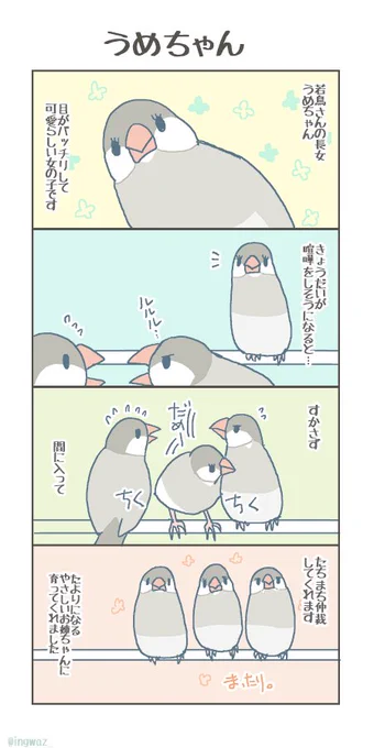 うめちゃん。
以前ご高齢さんのきょうだいにもこんな子がいたのですがとても助かっています

#buncho #javasparrow #文鳥 