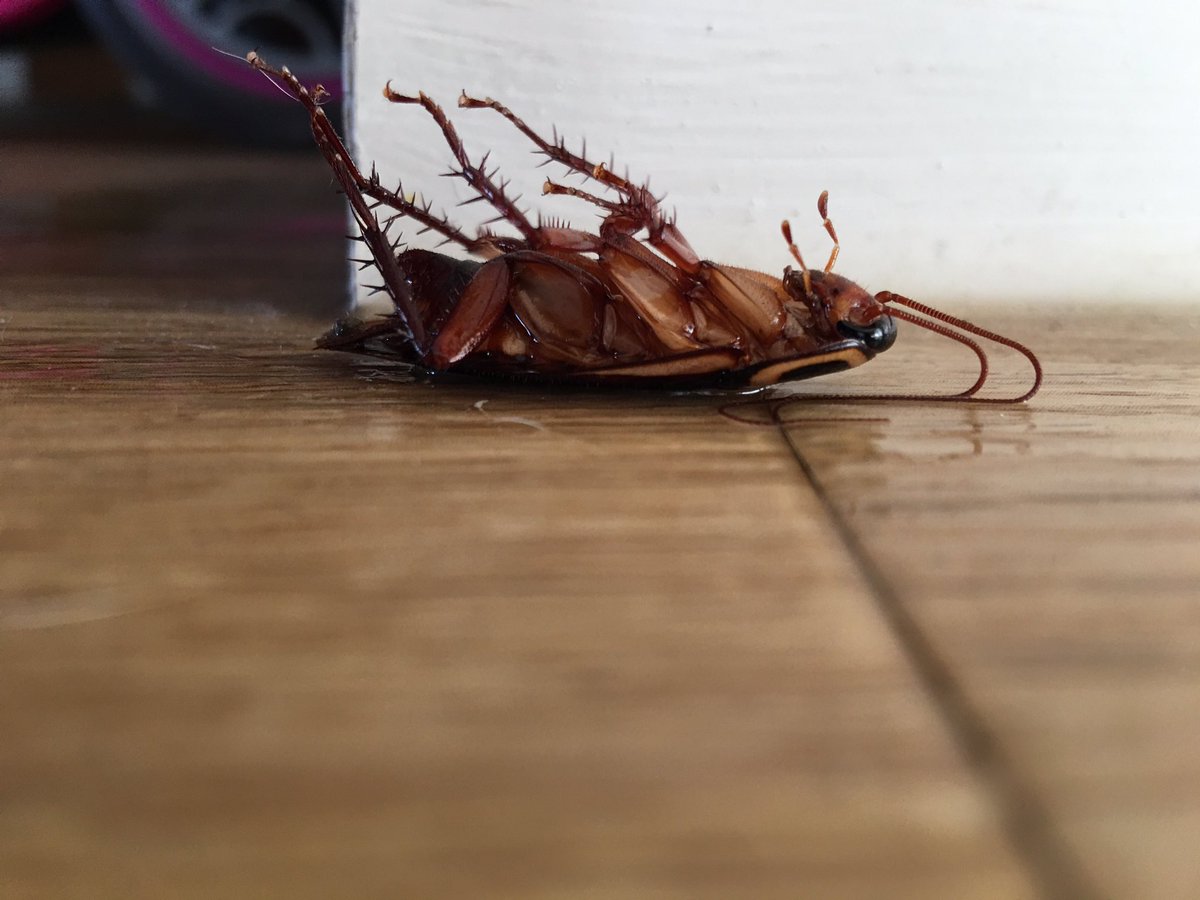 LukeSondergeld's tweet photo. First #victim of #PestSpray today. Keeping the little blighters away and at bay coming into #Spring #TKOPestControl #MaintainTheRage https://t.co/v7RO3UBDZm