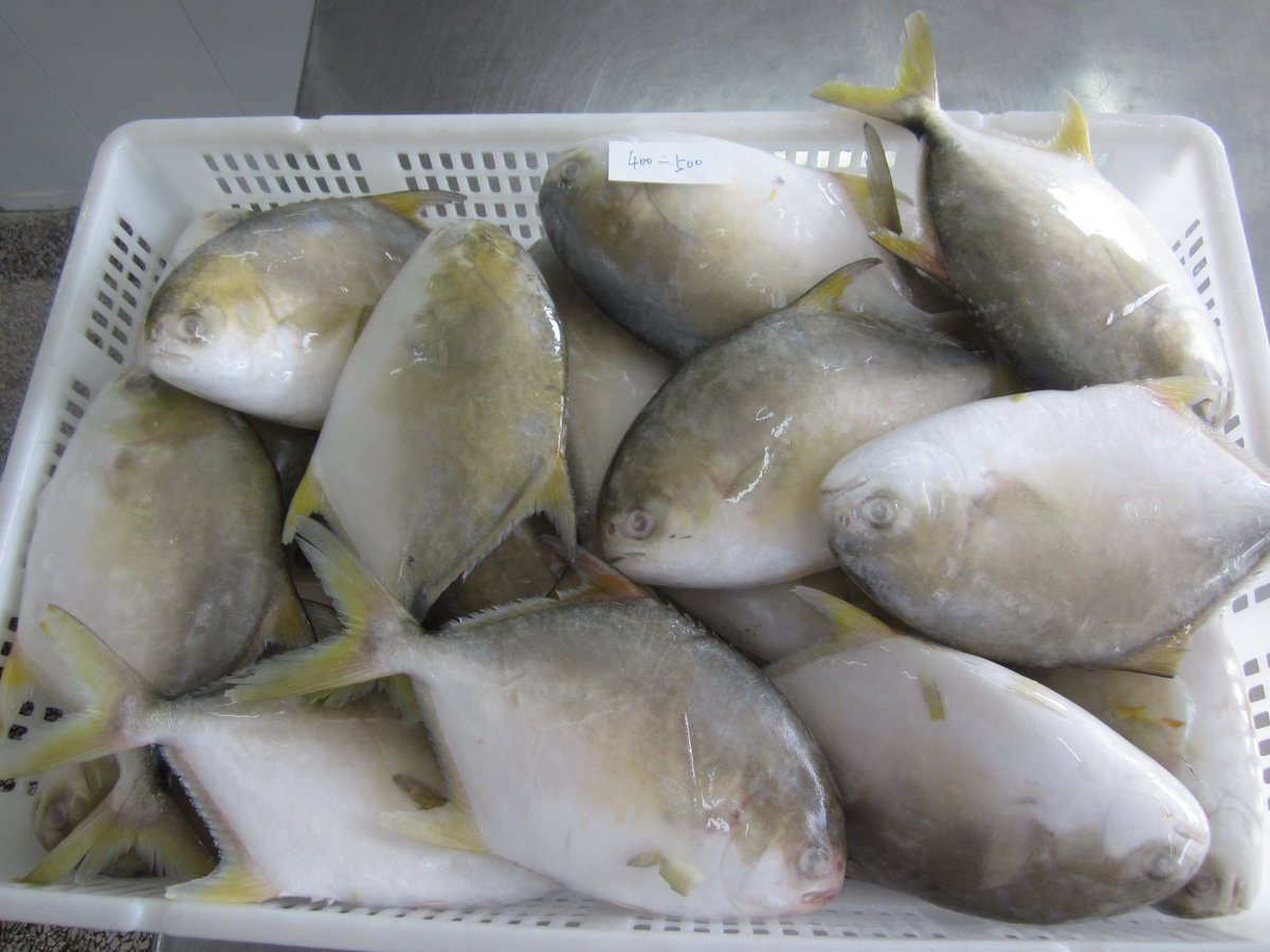 DoubleshellS's tweet image. IQF Golden pomfret(TRACHINOTUS BLOCHII)
400-600 gms available
hot sale !!!