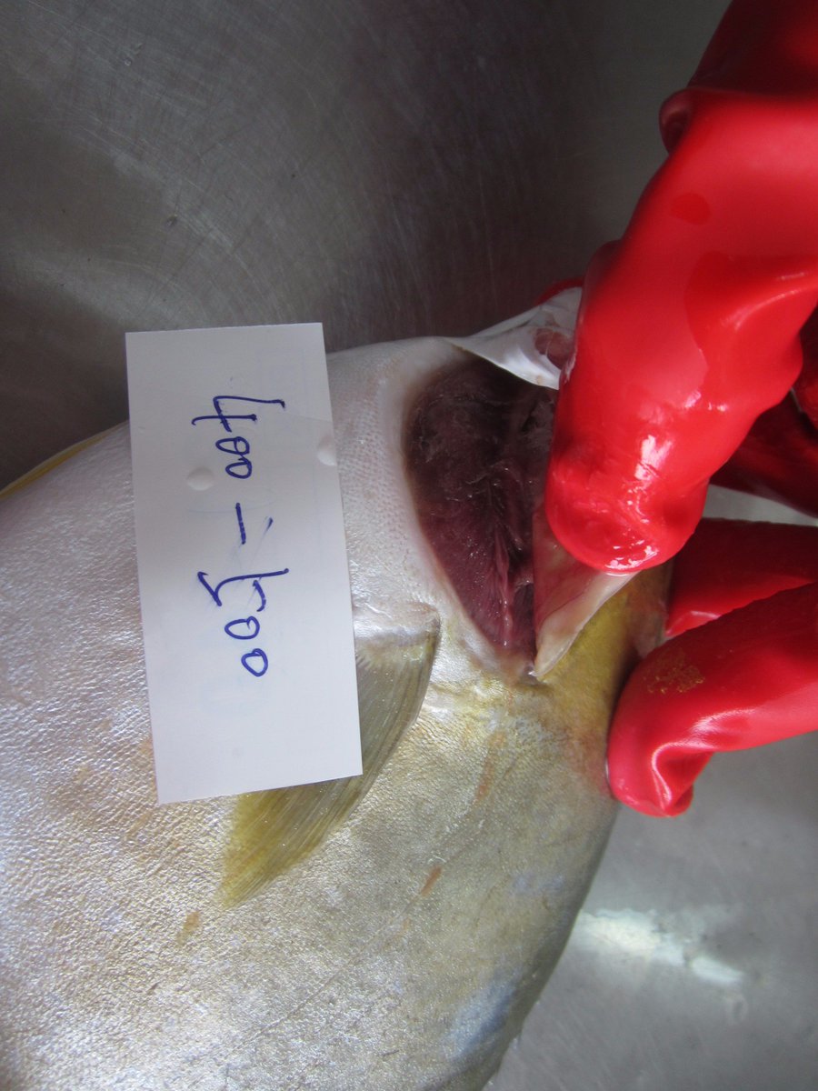 DoubleshellS's tweet image. IQF Golden pomfret(TRACHINOTUS BLOCHII)
400-600 gms available
hot sale !!!