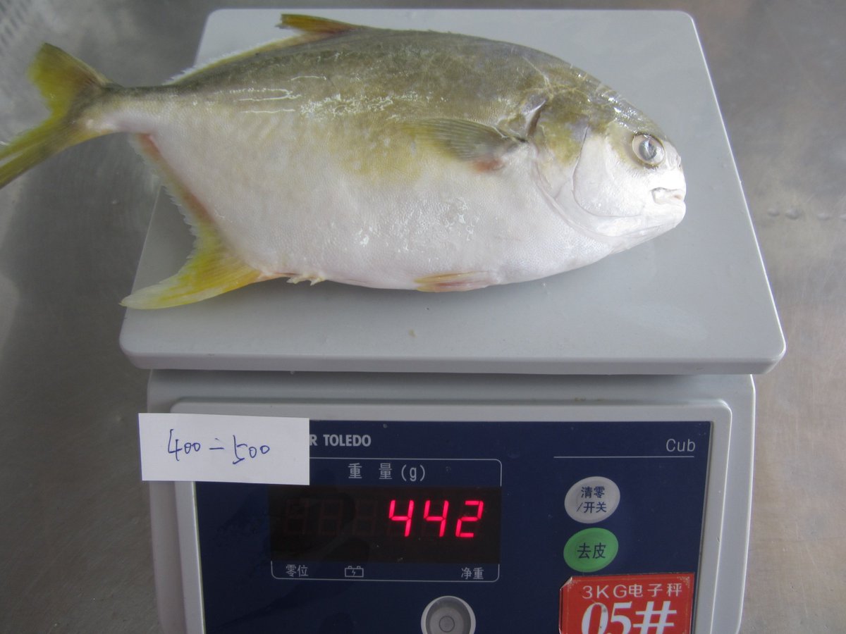 DoubleshellS's tweet image. IQF Golden pomfret(TRACHINOTUS BLOCHII)
400-600 gms available
hot sale !!!
