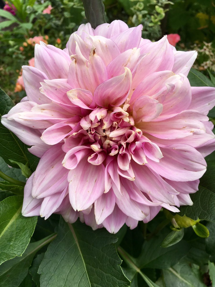 MaryFrancesH's tweet photo. #dahlias https://t.co/SFMuDkAMj7