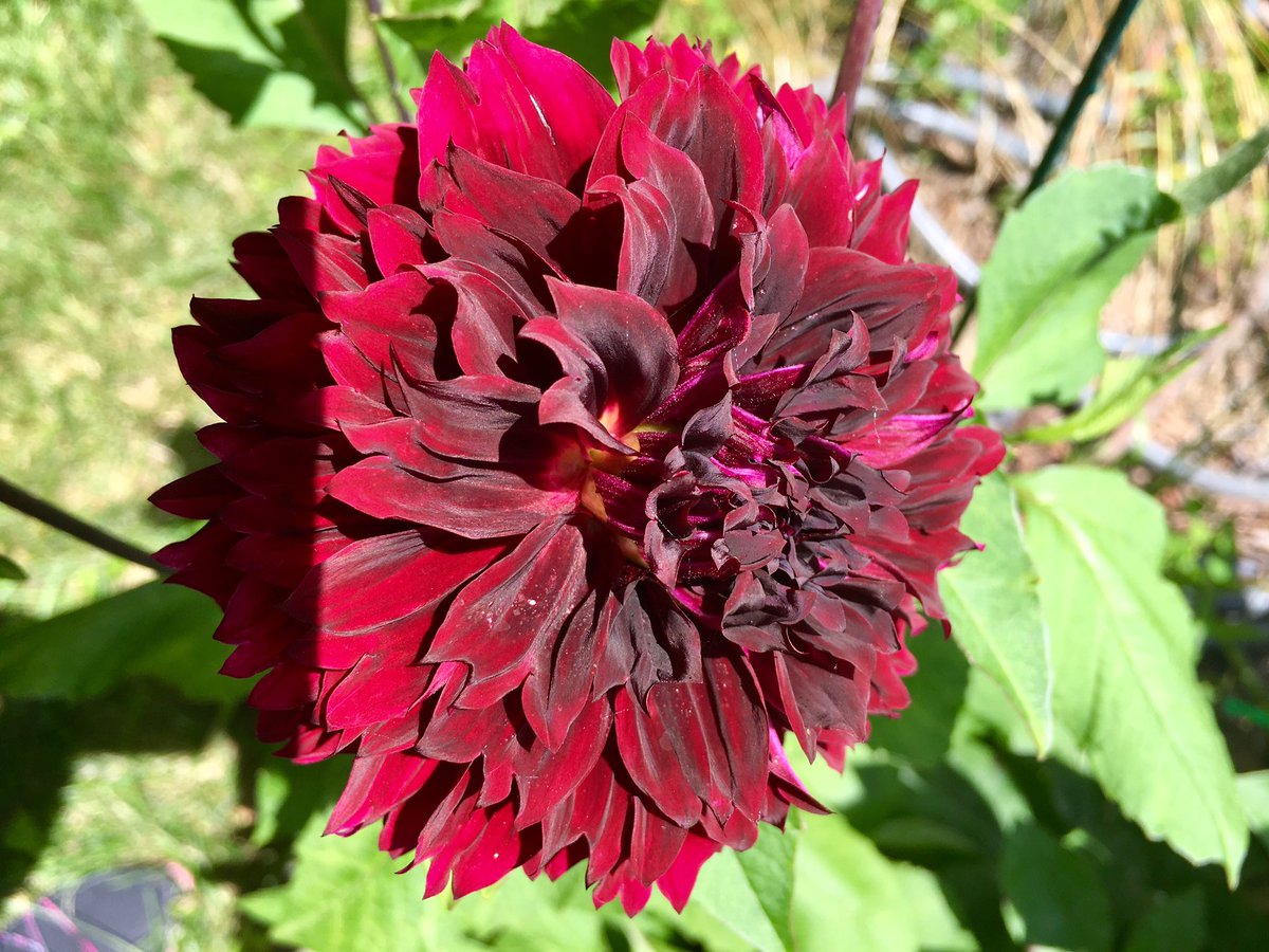 MaryFrancesH's tweet photo. #dahlias https://t.co/SFMuDkAMj7