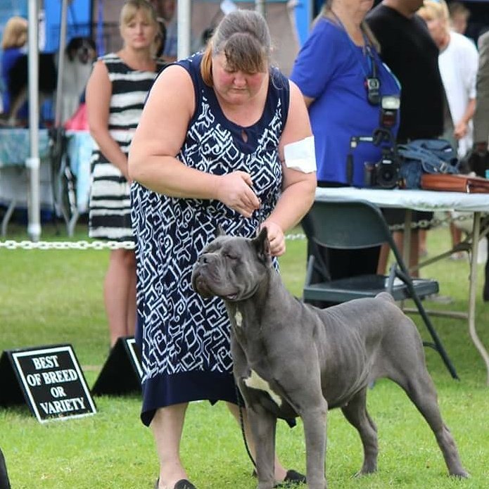 max tran cane corso