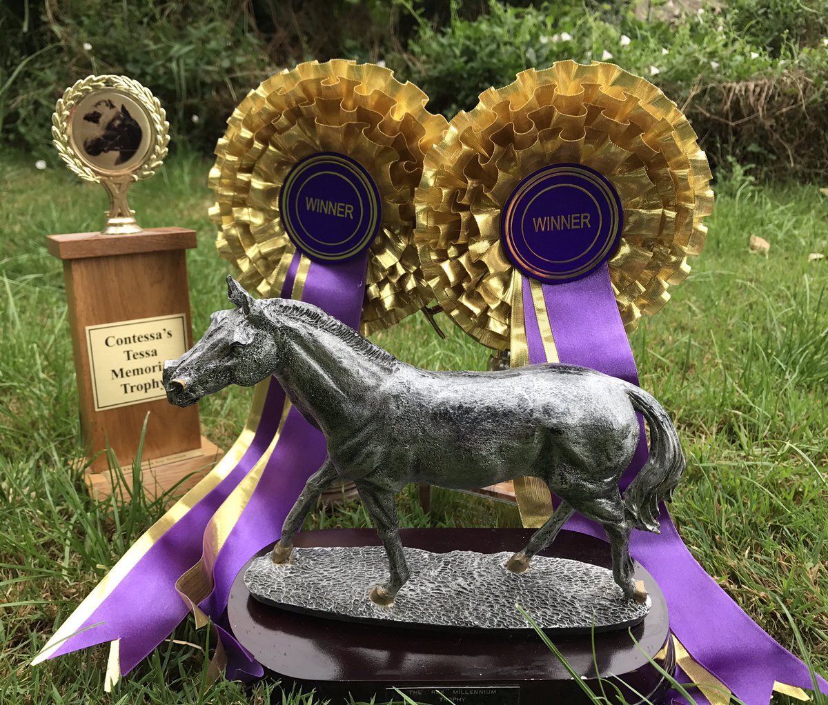 Contessa_Riding's tweet photo. 5 days and counting #colliersendshow@contessariding https://t.co/9k2odCU503