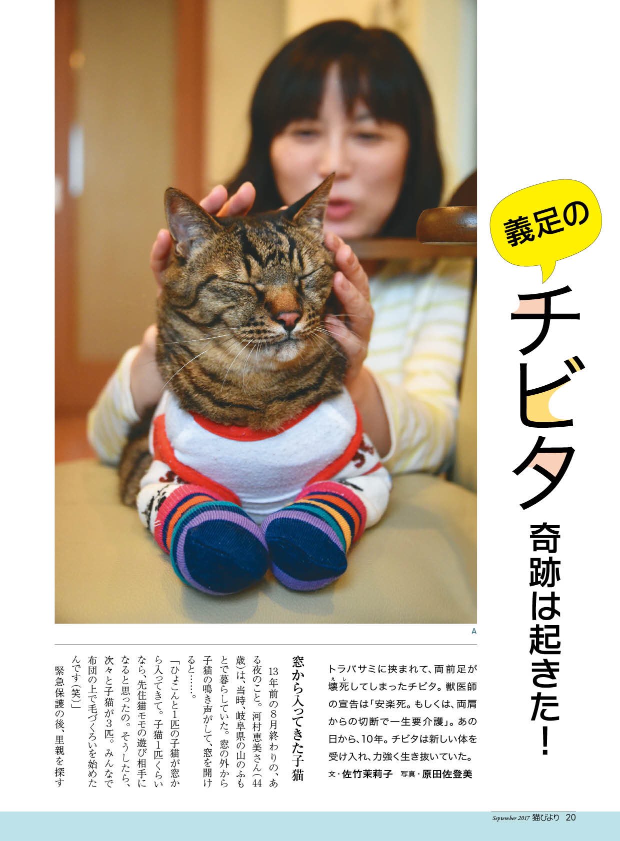 猫びより 好評発売中 猫びより９月号に 義足の猫 チビタ君 が登場 トラバサミに挟まれてから10年 ハンデに負けニャイ元気いっぱいのチビタ君を取材しました 猫びより 両手のない猫チビタと愉快な仲間たち 猫 ねこ Cat T Co