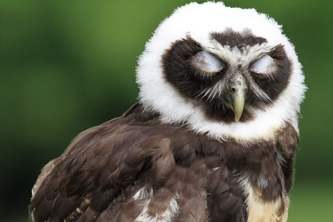 Minion Bird tweet media