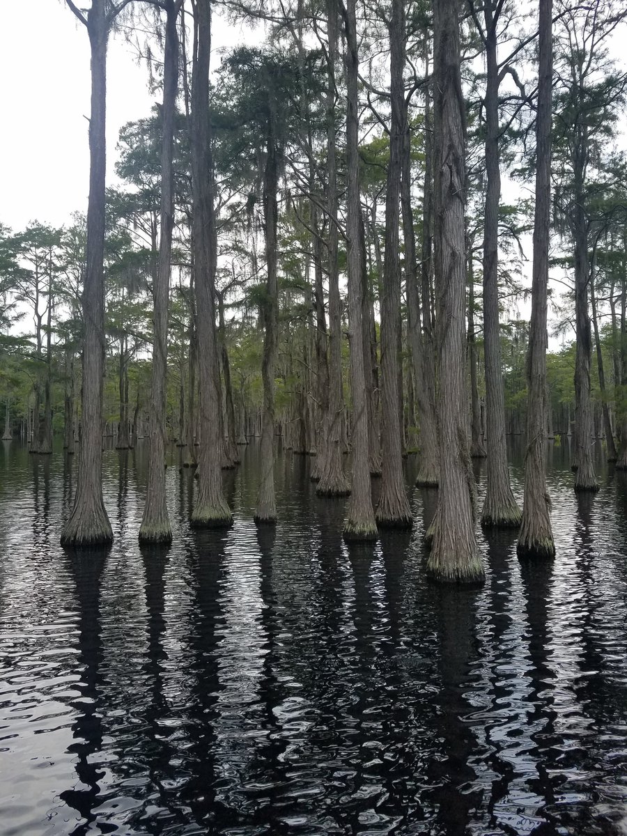 Michelle Rabun (@RabunMichelle) | Twitter