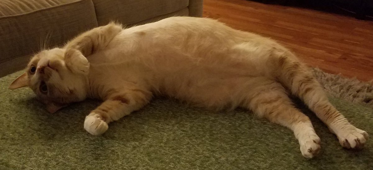 OphirGottlieb's tweet photo. This is #stockcat Squirt watching
... I dunno... just watching. https://t.co/AJMvFqNva5