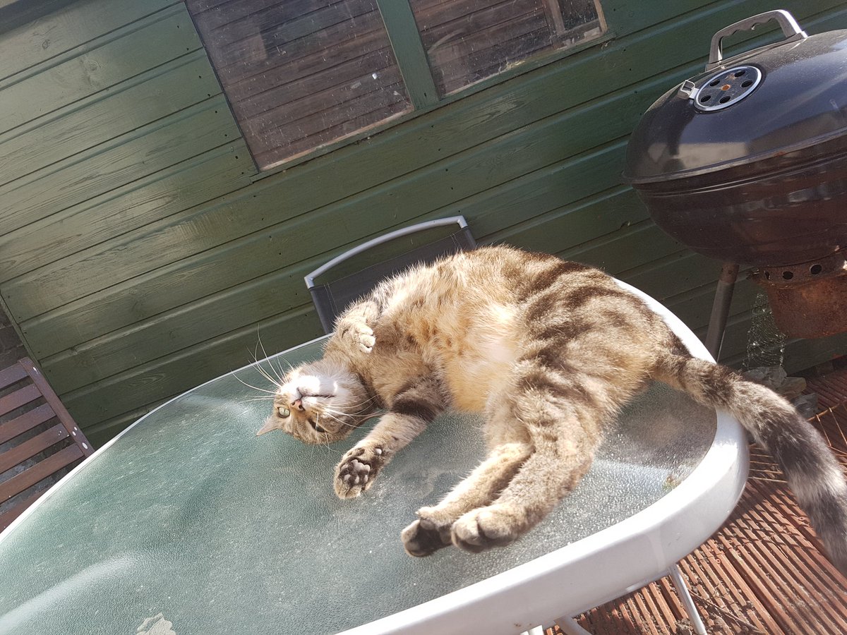 MrsBthefatone's tweet photo. Im lying here thinking...why does dog meat take soooo long to BBQ? #cookingskillz #bbqskillz #CatsOfTwitter #cats https://t.co/VnLQNI34hN