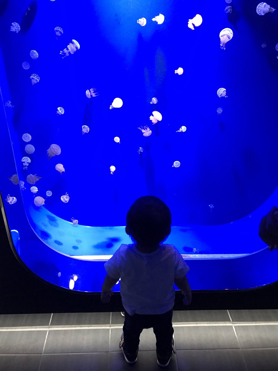 Shao_Lynn's tweet photo. クラゲ、きれい♡ https://t.co/B6qL9mqnnr