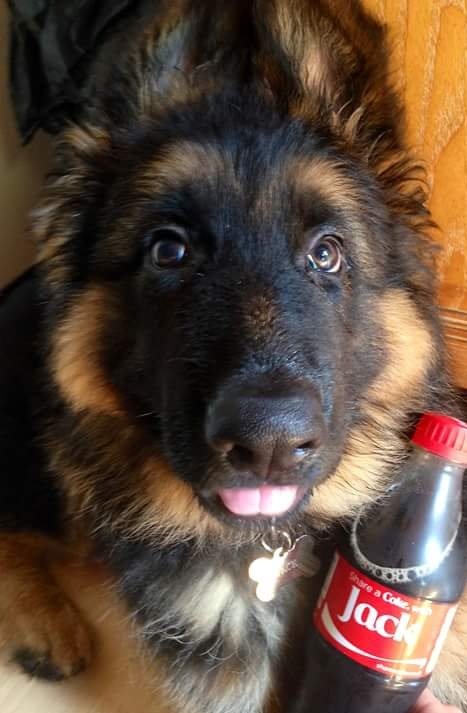 Une maison sans animaux c'est une maison sans âme....!!😇😇😇

❤❤💕💕❤❤💕💕❤❤💕💕❤❤