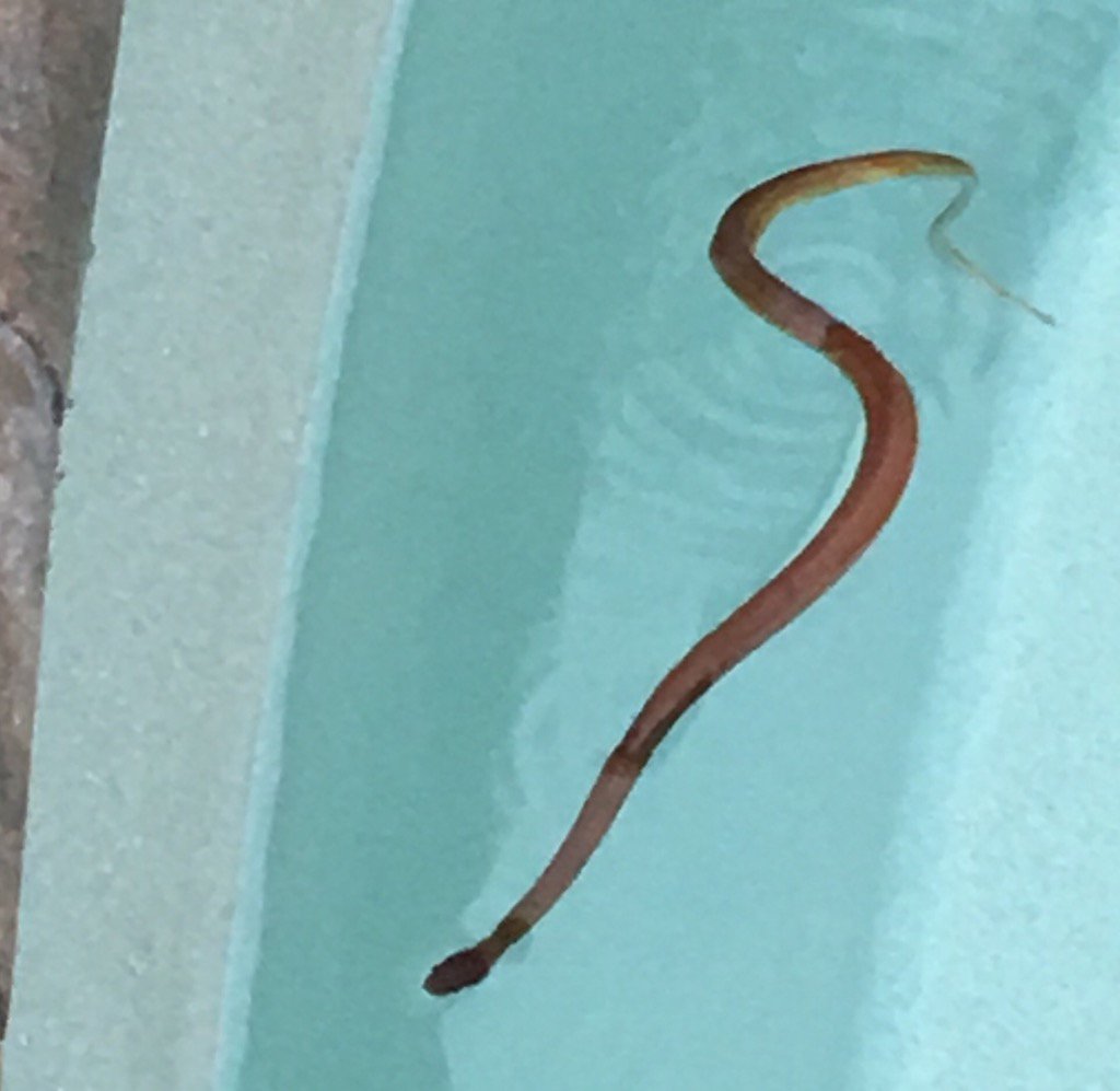 In my POOL! What kind of snake is this?!