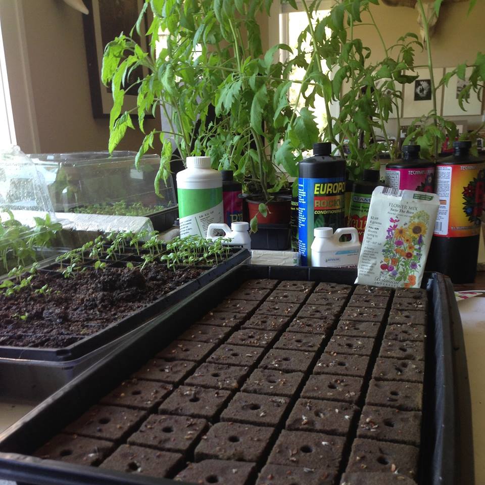 castle_greens's tweet photo. Propagation Starter Heating Pad/Seed Germination Starting Heat Mat
Shopping Now>>>https://t.co/XiN60BNh5B
#castlegreens #trijydroponics https://t.co/PpUI6kFCKT