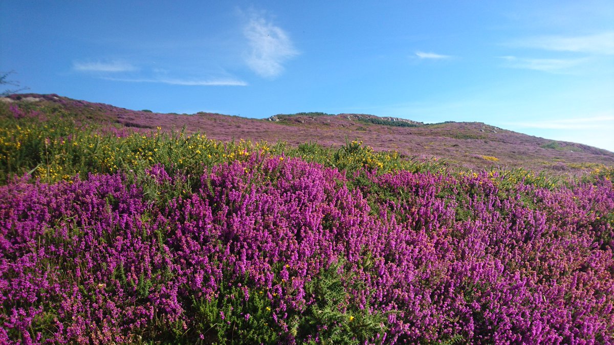 GDCTRYFILWBC's tweet photo. Y grug yn anhygoel ar Fynydd Bodafon eleni.
The heather on Mynydd Bodafon is amazing this year. @AngleseyScMedia. https://t.co/F4QpaLfm1M