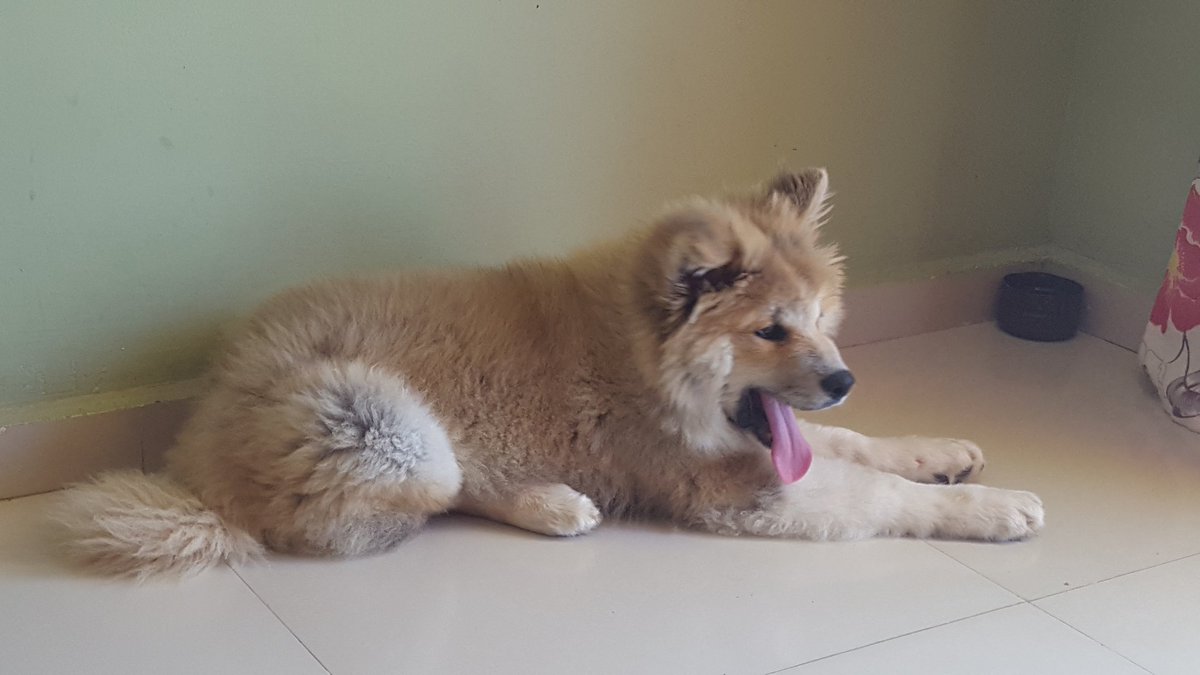 inst_veron's tweet photo. Meu #filhote  de #akita Gholias.
#akitainu https://t.co/9N2wxslJVb