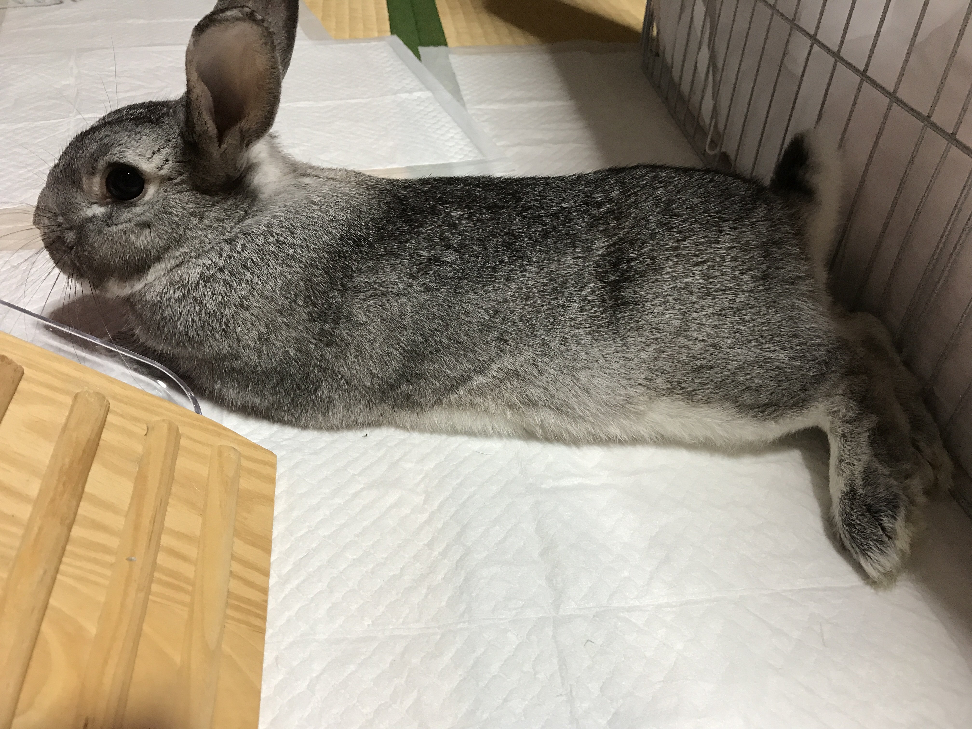 うっさりはん 常に 尻尾が上がったまま さっき病院行った時も 先生に裏返されてる時もずっと尻尾上がったまま もしかして 尻尾の下げるレバー故障 なんで下がらないの 今日は ウサギに力入れている病院でも お手上げな事が何度もあったうー
