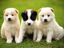 Found_Lost_Pets's tweet photo. Three dogs company is good and where are they , they enjoy each other company and love to being with each other.
https://t.co/3Q0aY7bCWR https://t.co/vauOiKT8jn