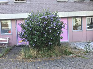 Hovenier Helpt project: Woonhuis 10 mensen met verstandelijke beperking hebben hulp nodig.
hovenierhelpt.nl/help-tuinen-gr…