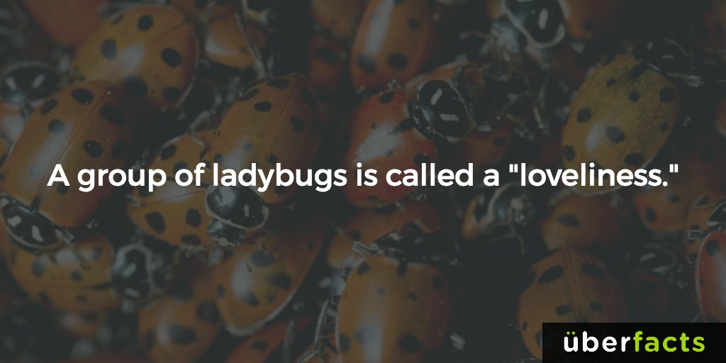 UberFacts tweet media