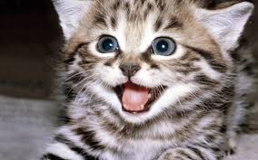 Nowpieeeee tweet picture